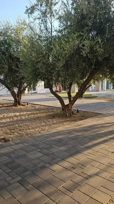 An olive tree in the courtyard