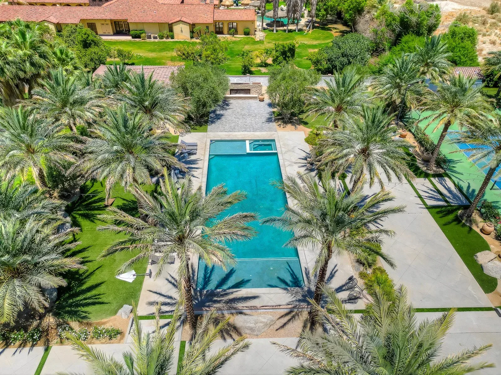 Palms around the water