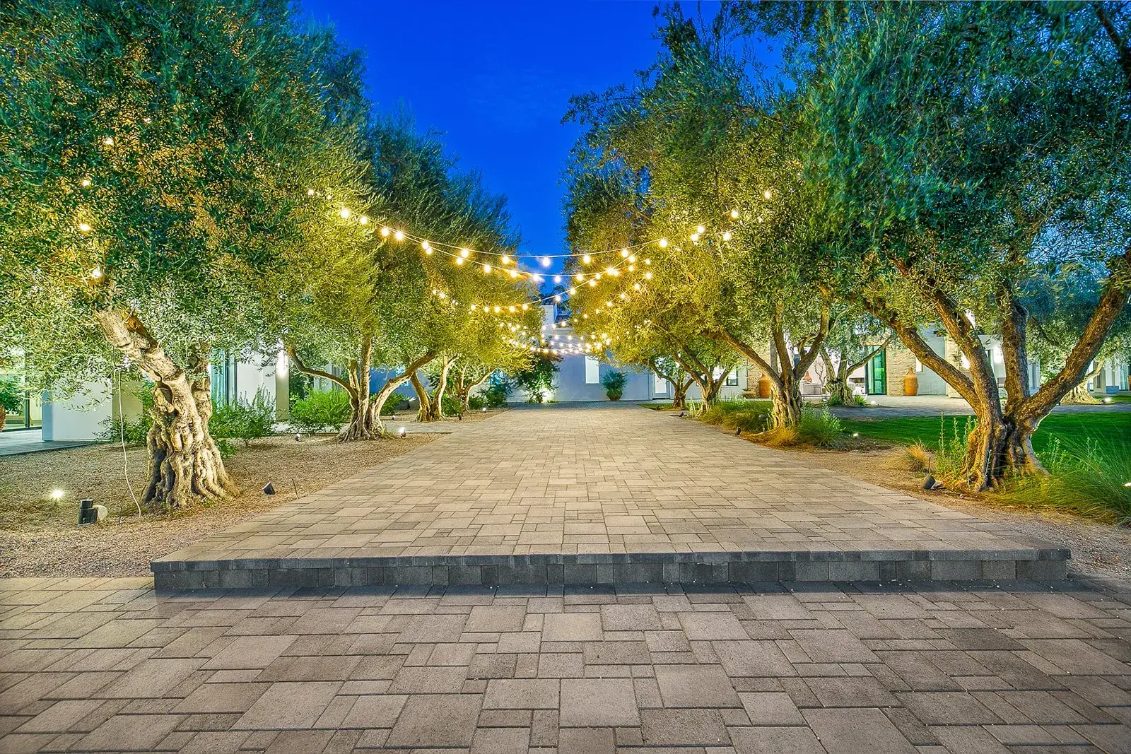 Olive-lined entry drive lit at dusk